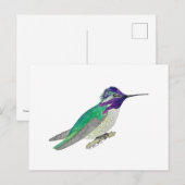 Carte Postale Colibri de Costa (Devant / Derrière)