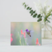 Carte Postale Colibri de Costa en approche (Debout devant)