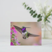 Carte Postale Colibri de Costa en vol  (Debout devant)