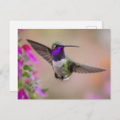 Carte Postale Colibri de Costa en vol  (Devant / Derrière)