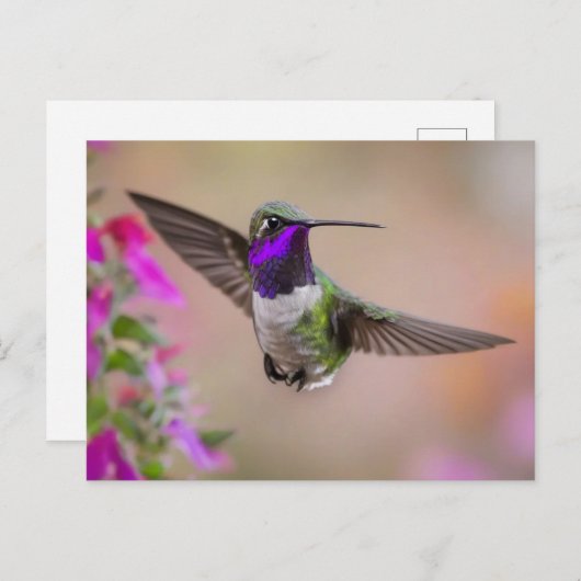 Carte Postale Colibri de Costa en vol  (Devant / Derrière)