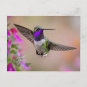 Carte Postale Colibri de Costa en vol  (Devant)