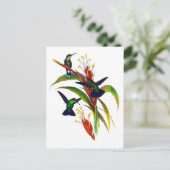 Carte Postale Colibri de couleur exotique (Debout devant)