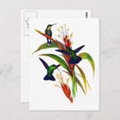 Carte Postale Colibri de couleur exotique (Devant / Derrière)