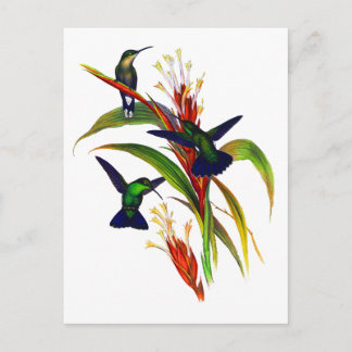 Carte Postale Colibri de couleur exotique