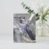 Carte Postale Colibri de jardin (Debout devant)