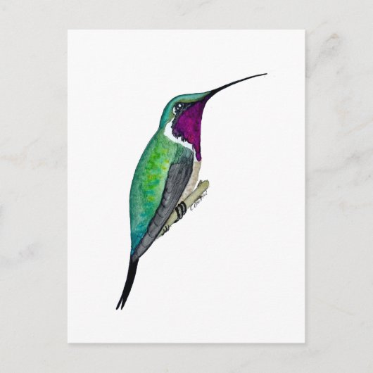 Carte Postale Colibri de Lucifer (Devant)