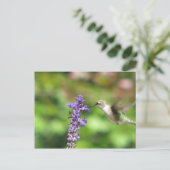 Carte postale Colibri de Northwood (Debout devant)