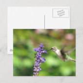 Carte postale Colibri de Northwood (Devant / Derrière)