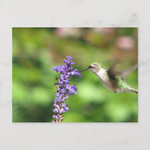 Carte postale Colibri de Northwood