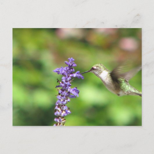 Carte postale Colibri de Northwood (Devant)