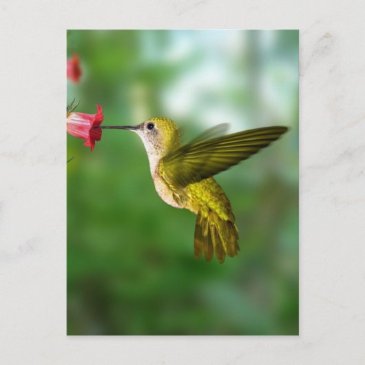 Carte Postale Colibri De Oro República Dominicana (Devant)