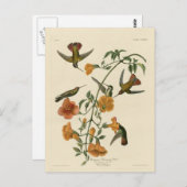 Carte Postale Colibri de palétuvier (Devant / Derrière)