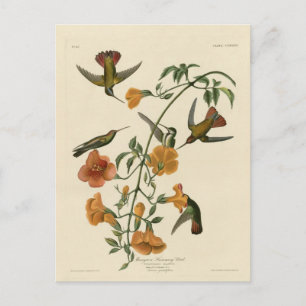 Carte Postale Colibri de palétuvier