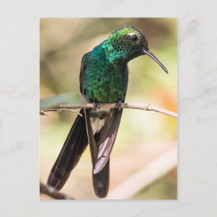 Carte Postale Colibri d'émeraude cubain
