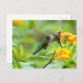 Carte Postale Colibri d'été (Devant / Derrière)