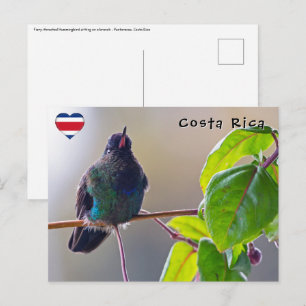 Carte Postale Colibri du Costa Rica - Colibri à gorge enflammée