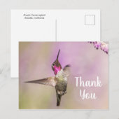 Carte Postale Colibri Élégant Posant pour Dire Merci (Devant / Derrière)
