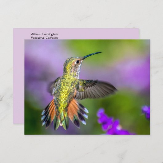 Carte Postale Colibri en fleurs violettes (Devant / Derrière)