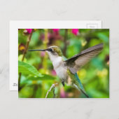 Carte Postale Colibri en vol (Devant / Derrière)