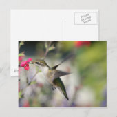 Carte Postale Colibri en vol (Devant / Derrière)