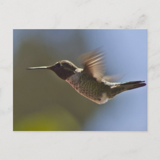 Carte Postale Colibri en vol (Devant)