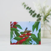 Carte Postale Colibri en vol (Debout devant)