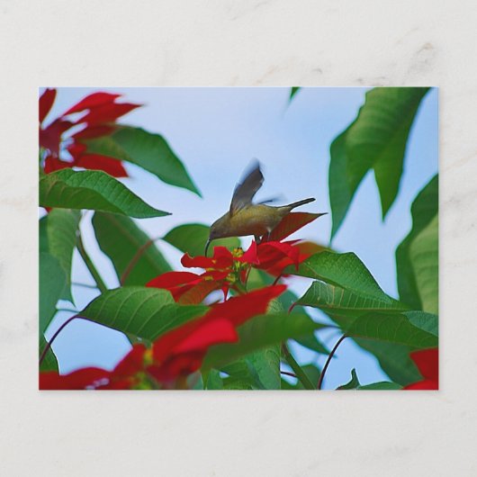 Carte Postale Colibri en vol (Devant)