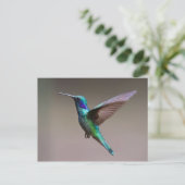 Carte Postale Colibri en vol (Debout devant)