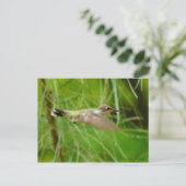 Carte Postale Colibri en vol (Debout devant)