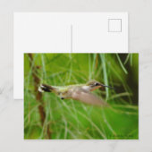 Carte Postale Colibri en vol (Devant / Derrière)