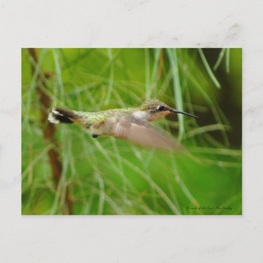 Carte Postale Colibri en vol (Devant)