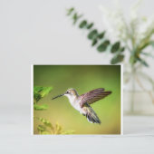 Carte Postale Colibri en vol (Debout devant)