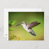 Carte Postale Colibri en vol (Devant / Derrière)