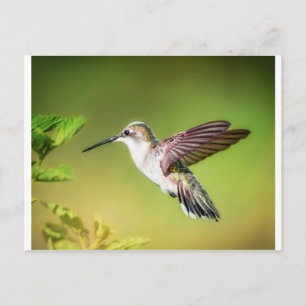 Carte Postale Colibri en vol