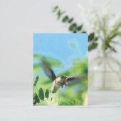 Carte Postale Colibri en vol (Debout devant)