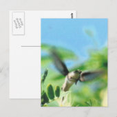 Carte Postale Colibri en vol (Devant / Derrière)