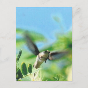 Carte Postale Colibri en vol