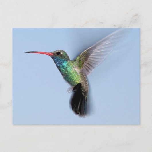 Carte Postale Colibri en vol (Devant)
