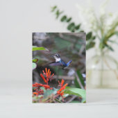 Carte Postale Colibri en vol et fleurs rouges (Debout devant)