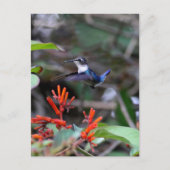 Carte Postale Colibri en vol et fleurs rouges (Devant)
