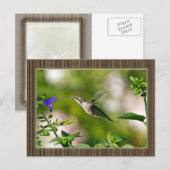 Carte Postale Colibri encadré (Devant / Derrière)
