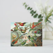 Carte Postale Colibri - Ernst Haeckel (Debout devant)