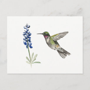 Carte Postale Colibri et Bluebonnet
