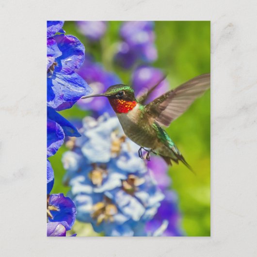 Carte Postale Colibri Et Delphinium (Devant)