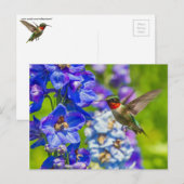 Carte Postale Colibri Et Delphinium (Devant / Derrière)