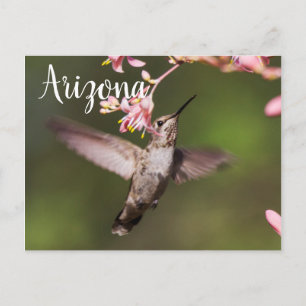 Carte Postale Colibri et fleurs roses, Arizona