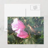 Carte Postale Colibri et Rose de Sharon (Devant / Derrière)