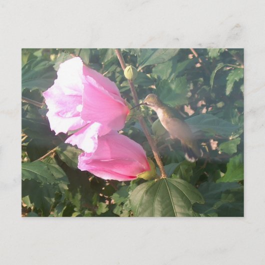 Carte Postale Colibri et Rose de Sharon (Devant)