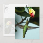 Carte Postale Colibri Et Rose Jaune (Devant / Derrière)